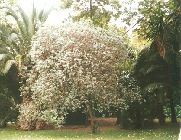 giardino botanico di napoli -23